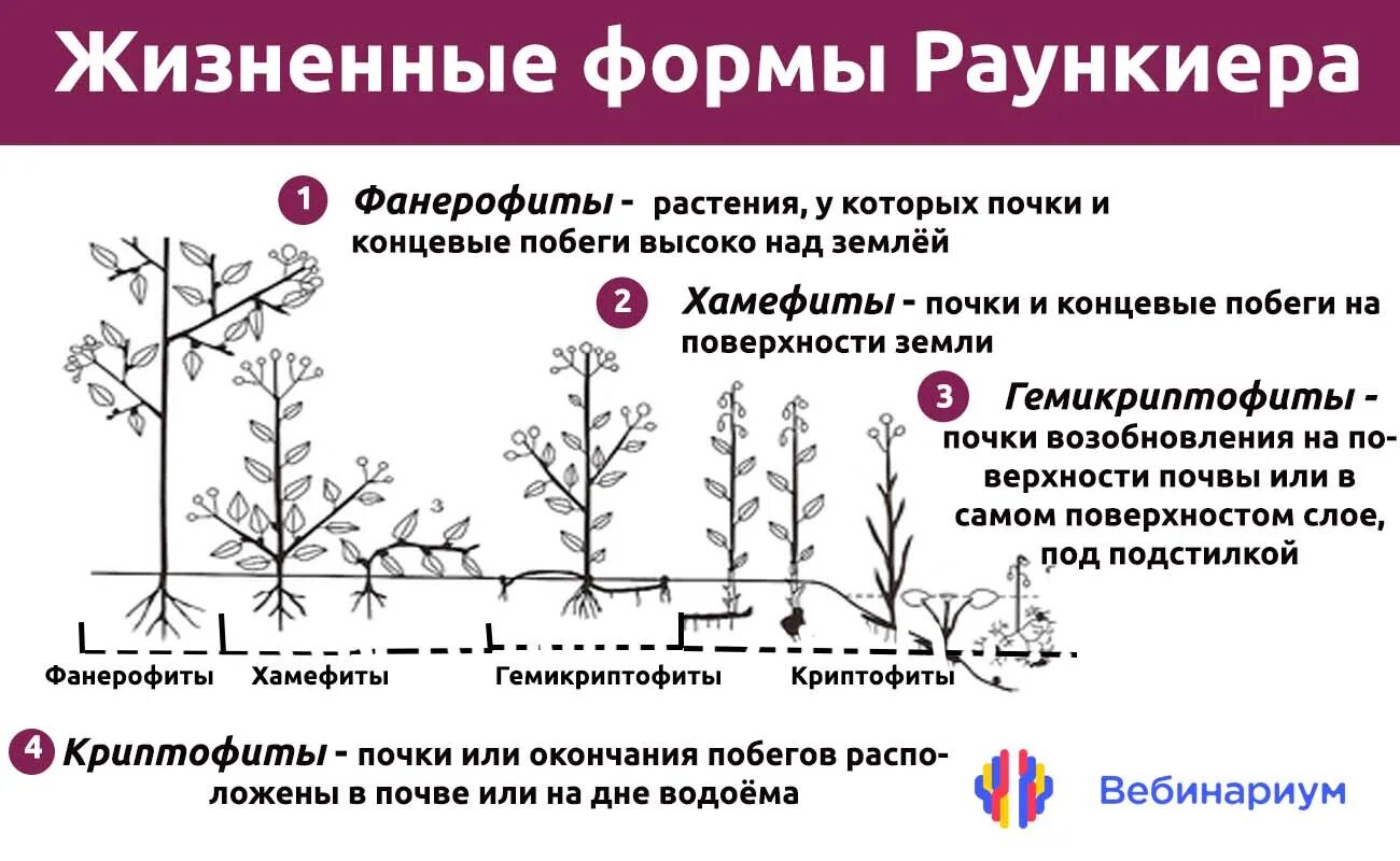 Определите жизненные формы растений. Фанерофиты хамефиты. Фанерофиты по Раункиеру. Жизненные формы растений по Раункиеру. Классификация жизненных форм растений по Раункиеру.