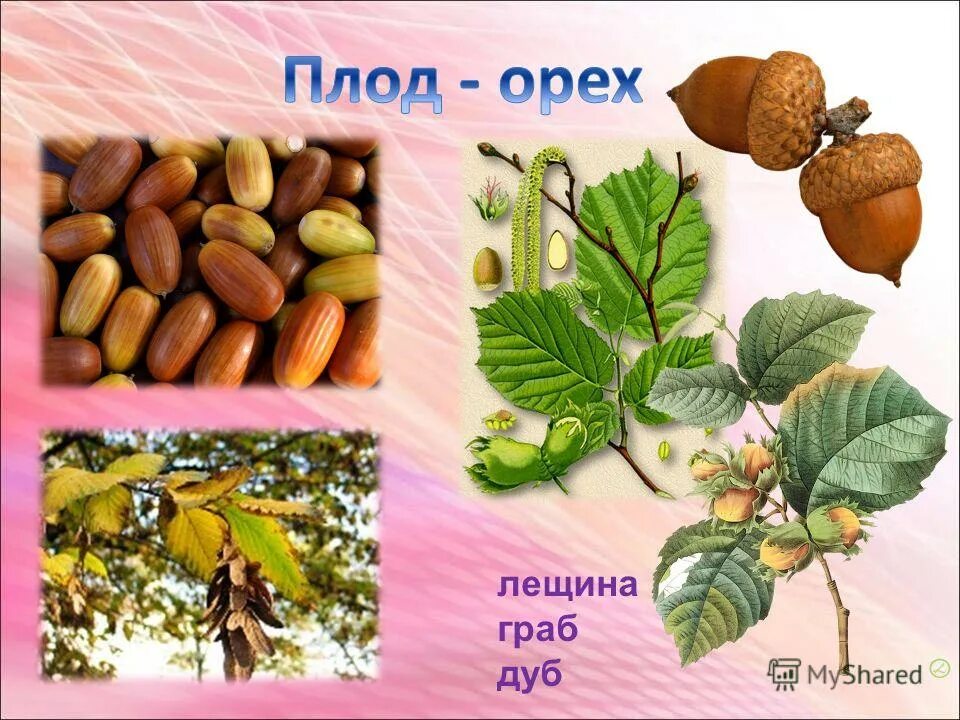 Сухой плод орех. Орех фундук строение плода. Ореховидные. Сухие ореховидные плоды. Лещина сухой плод.