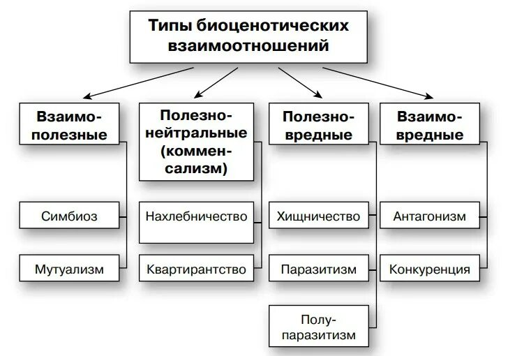 Формы взаимоотношений между организмами схема. Типы биоценотических отношений. Типы биоценотических связей. Типы связей в биогеоценозе.