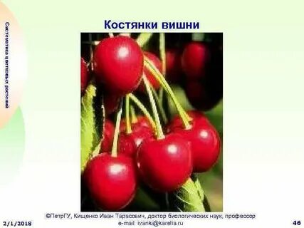 Систематика вишни курильской