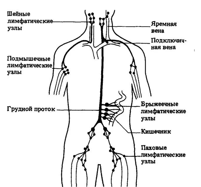 Лимфоузлы на пояснице. Схема строения лимфоидной системы человека. Лимфатическая система схема. Лимфатическая система человека рис 61. Схема лимфатической системы человека анатомия расположения.