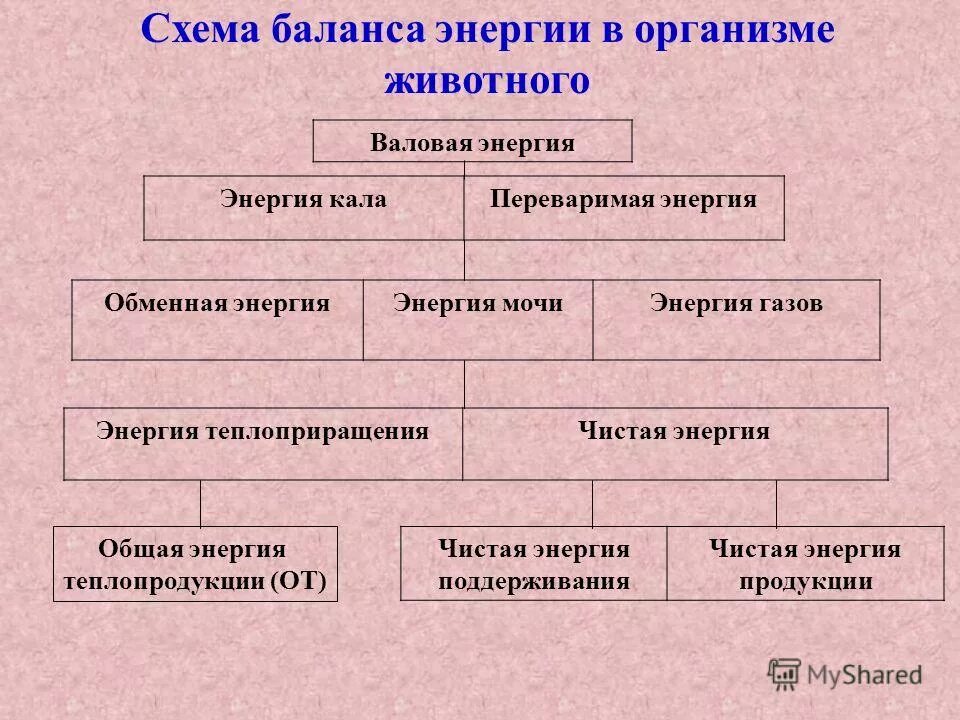 Схема обмена энергии в организме. Схема энергии в организме животных. Схема баланса энергии. Схема баланса энергии в организме животного. Валовая энергия