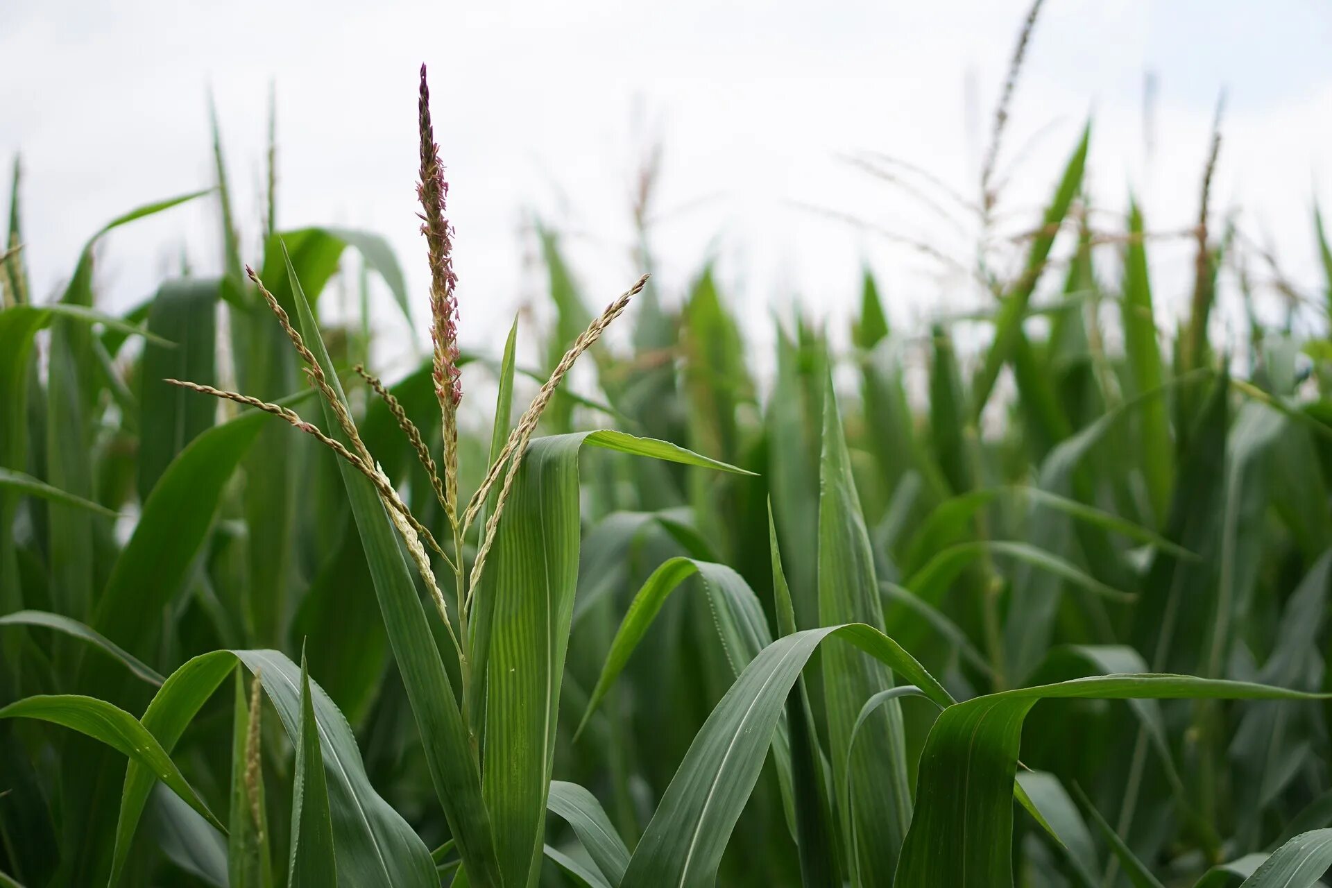 Feed plant. Кукурузное поле. Поле кукурузы с початками. Кукурузное поле картинки. Кукурузное поле бизнес.