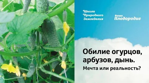 Ваше плодородие