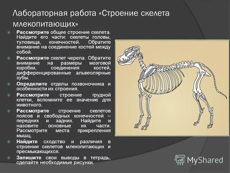 Лабораторная работа скелет млекопитающих. Отделы скелета млекопитающих 7 класс. Скелет млекопитающих 8 класс. Отделы осевого скелета млекопитающих. Функции основных отделов скелета млекопитающих.