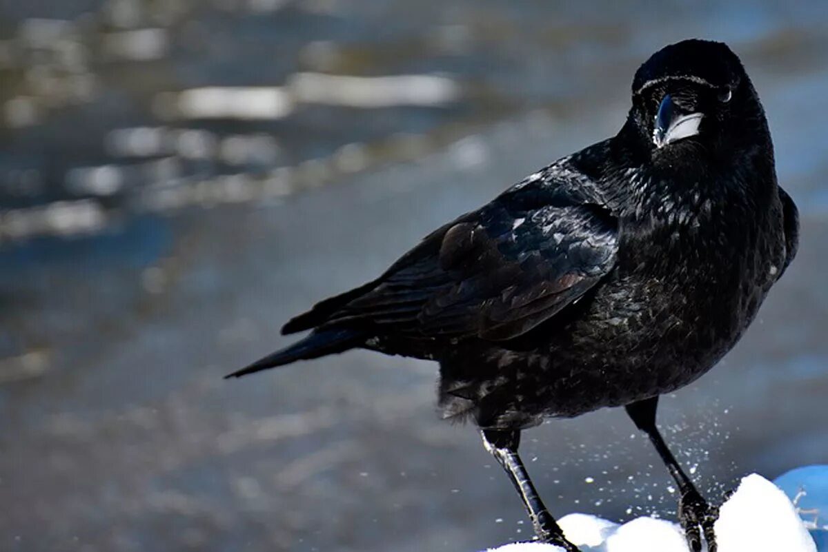 Ворона. Черный ворон. Огромная черная птица. Ворон обыкновенный.