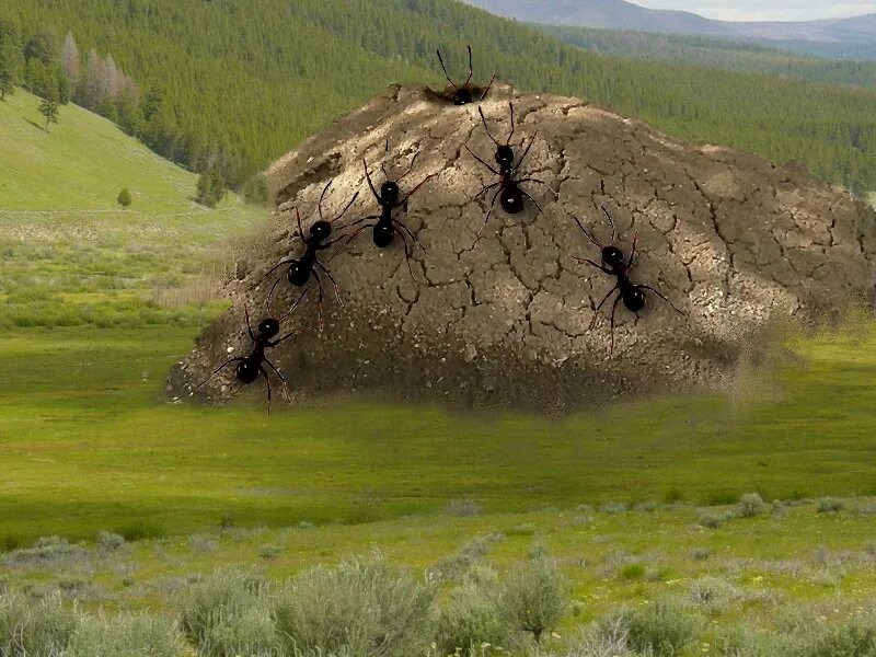 Большой муравейник. Муравейник. Огромный Муравейник. Самый большой Муравейник.