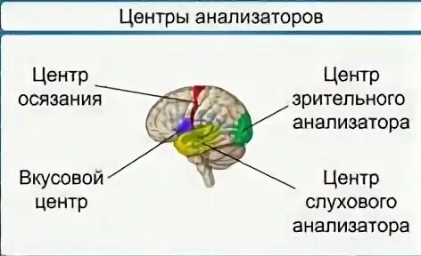 Анализаторы биология 8 класс. Строение анализатора биология. Тактильный анализатор биология 8 класс. Схема строения анализатора биология. Биология 8 класс органы чувств анализаторы