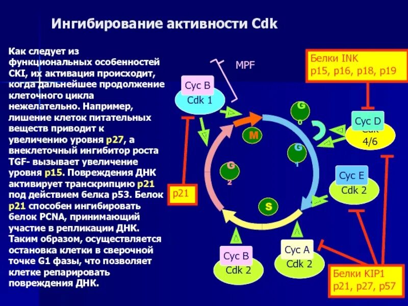 Накопление энергии для деления клетки. Циклины клеточный цикл. Механизм регуляции клеточного цикла. Белки клеточного цикла. Клеточный и митотический циклы.