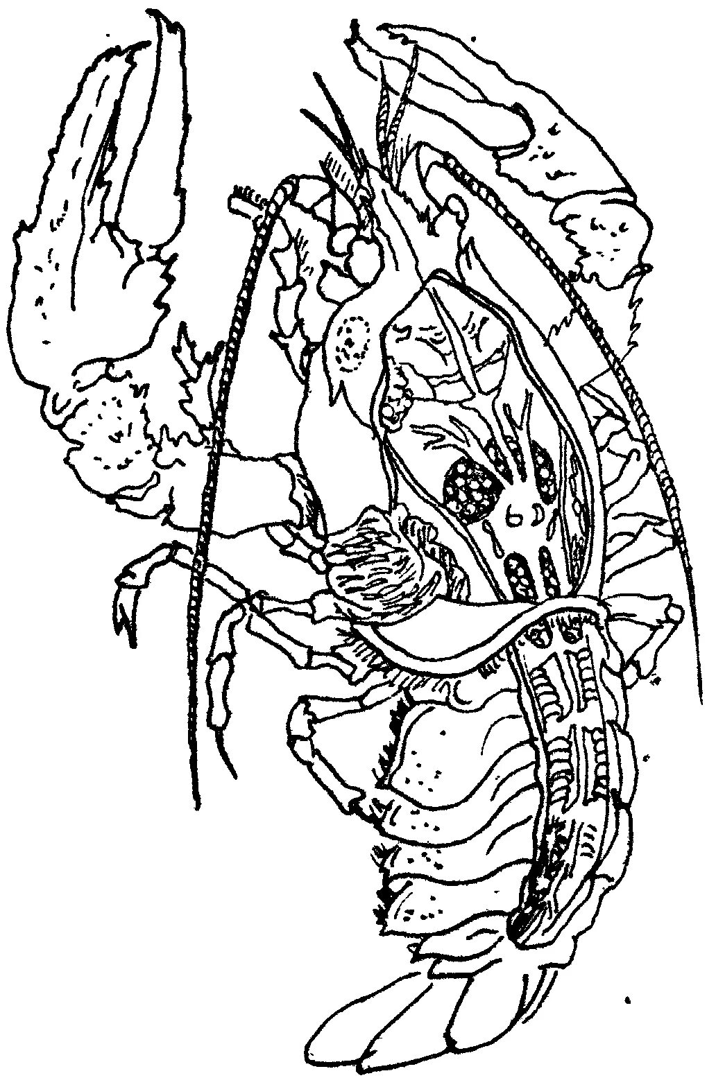 Зарисуйте вскрытого речного рака.. Биология 7 класс рисунки. Раки-щелкуны части тела. Внутренние строение прака печатать ч. Биология речного рака