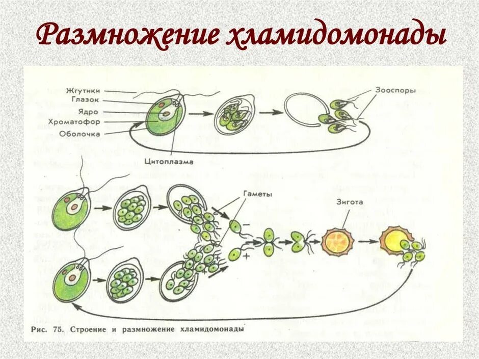 Схема строения хламидомонады. Клетка хламидомонады. Строение одноклеточной водоросли хламидомонады. Хламидомонада строение рисунок.