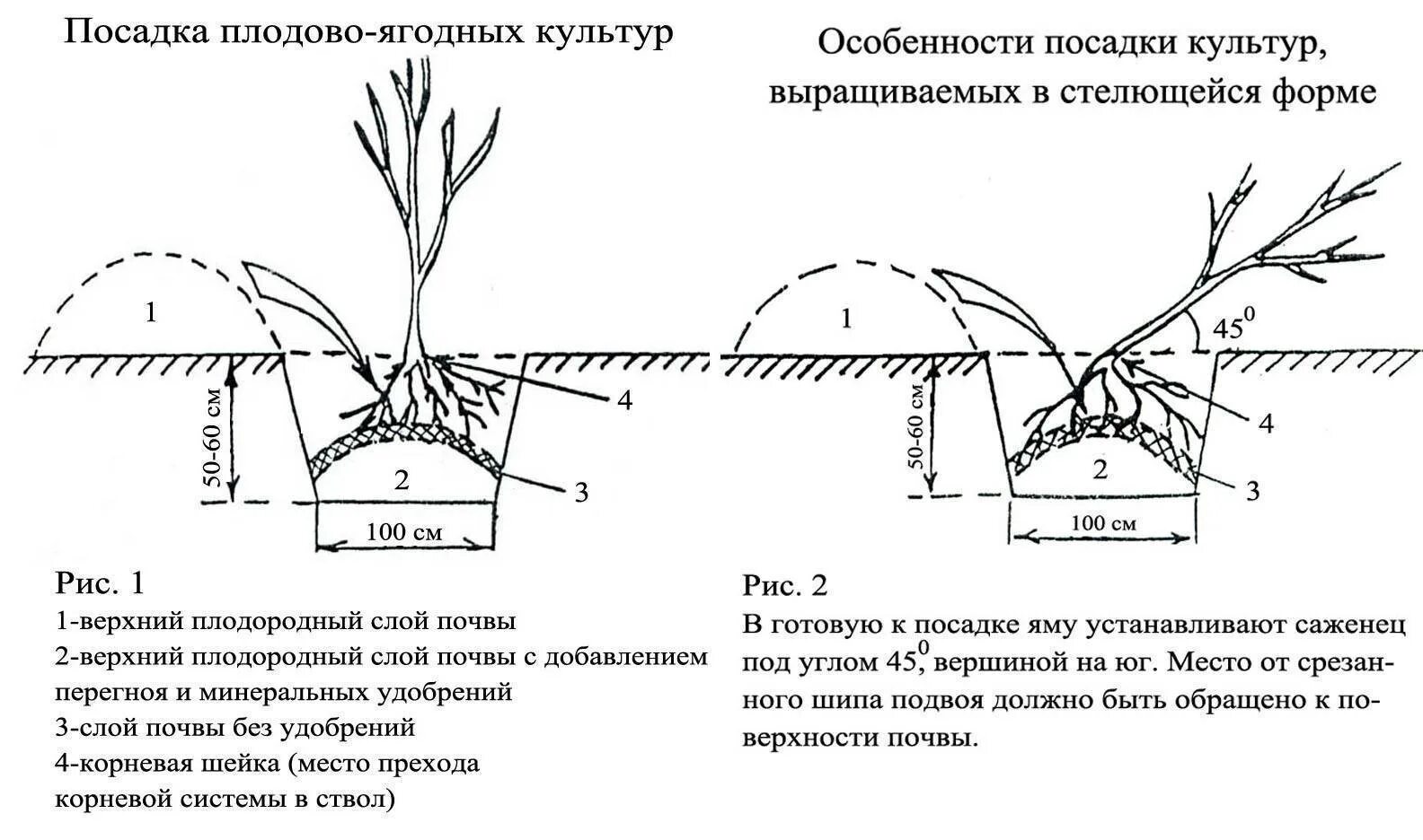 Схема посадка кустов смородины весной. Схема посадки саженца яблони. Схема посадки ягодных кустарников. Схема посадки саженцев смородины. Как сохранить саженцы смородины до посадки