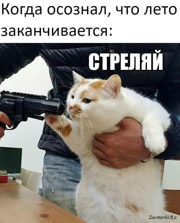 А то буду. Стреляй кот. Человек кот с пистолетом. Кот пистолет стреляй. Стреляй Мем кот.