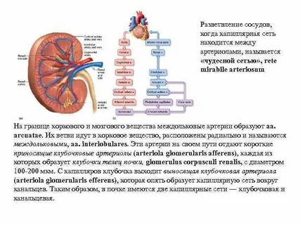 Сеть почки