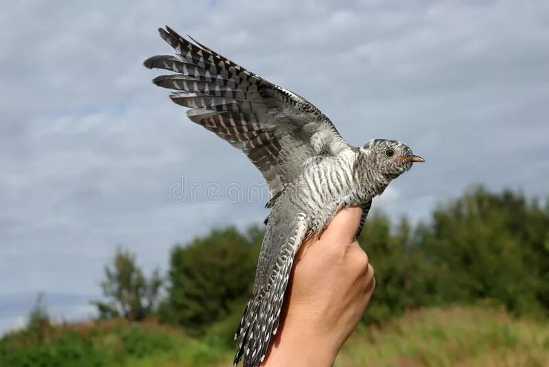 Растрёпанная кукушка. Крутые повороты скажи кукушка 16. Кукушка презентация для детей. Крутые повороты скажи кукушка 16. Крутые повороты скажи кукушка 16.