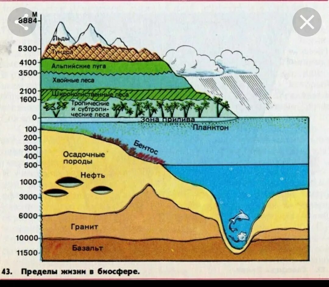 В верхнем слое воды обитает больше