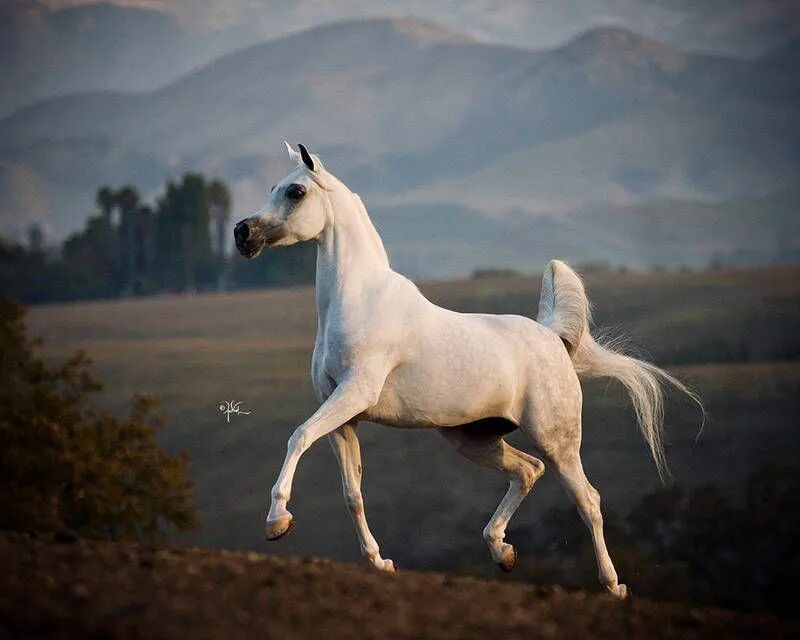 Найти арабский скакун. Арабская чистокровная сиглави. Арабская чистокровная лошадь. Сиглави арабская лошадь. Кохейлан-сиглави.