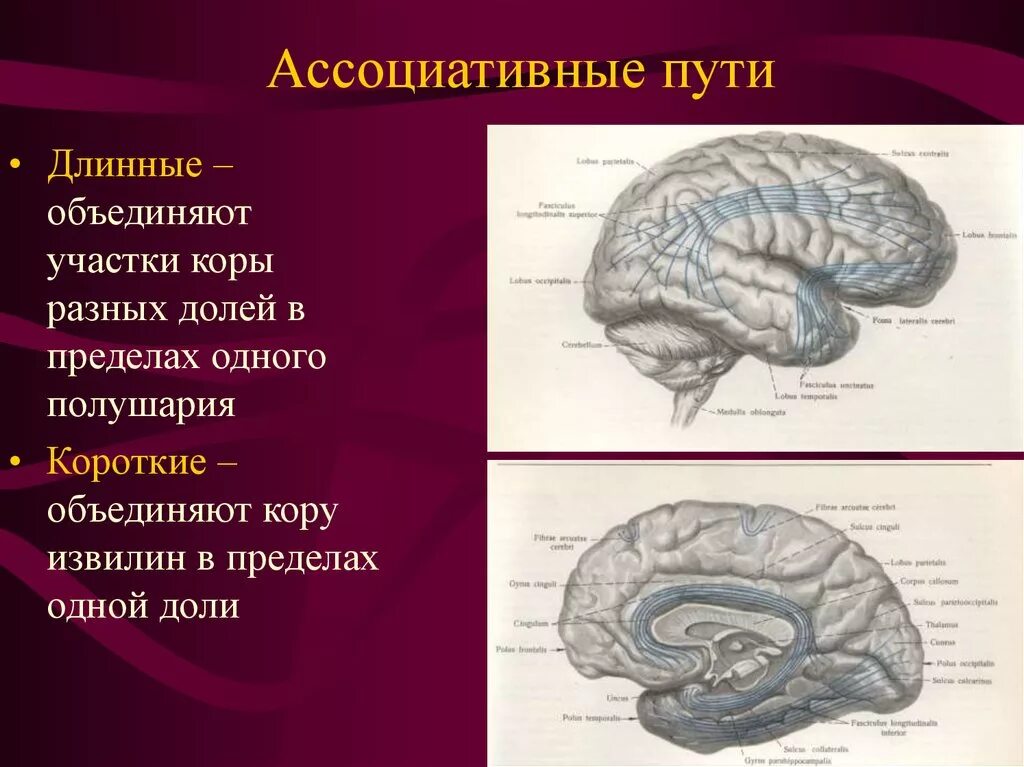 Различные ассоциативные. Длинные ассоциативные пути. Короткие ассоциативные пути. Ассоциативные проводящие пути. Ассоциативные и комиссуральные пути.