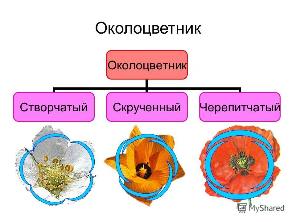 Околоцветник. Строение околоцветника. Околоцветник шиповника. Строение околоцветника у шиповника.