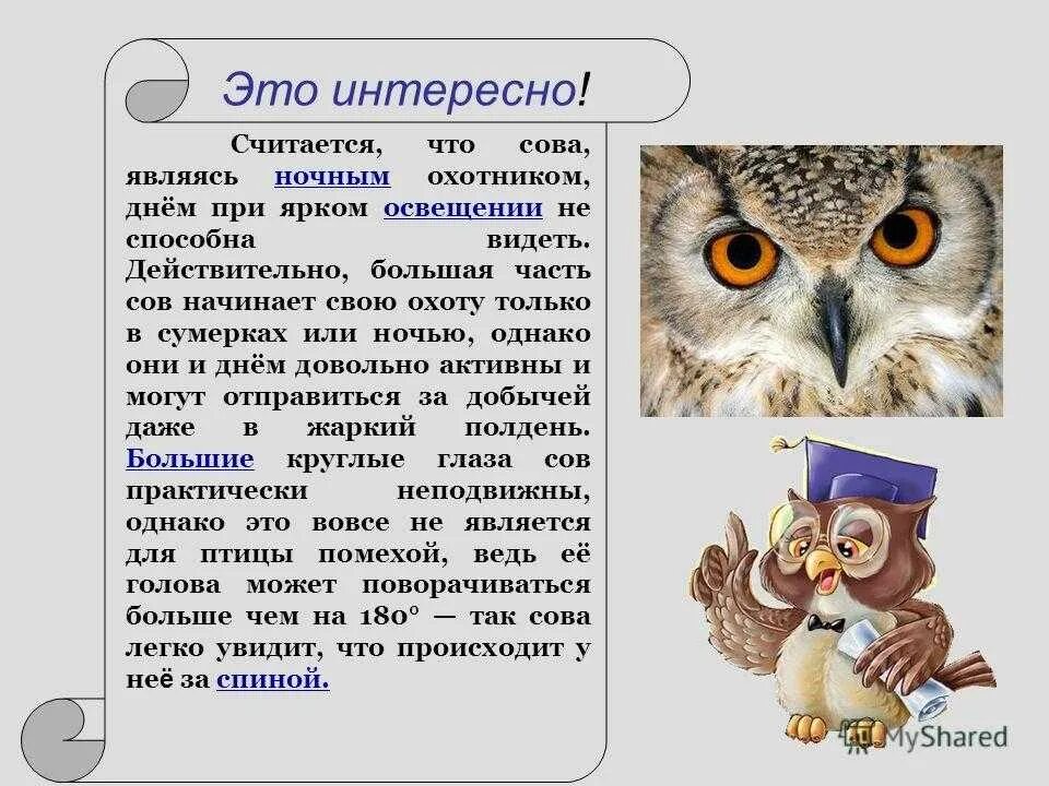 Сова мудрости. Сова символ мудрости. Символ мудрости и знаний. Сова знак мудрости и знаний.