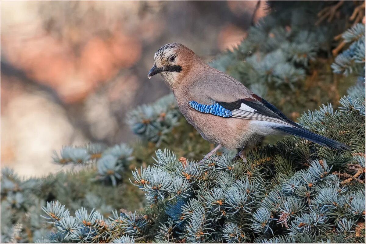 Со́йка garrulus glandarius. Сойка птица. Сойка обыкновенная. Сойка европейская.