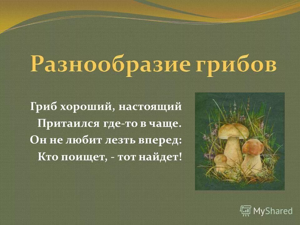 Сообщение многообразие грибов. Многообразие грибов виды грибов. Видовое разнообразие грибов. Презентация на тему "разнообразие грибов". Многообразие грибов презентация.