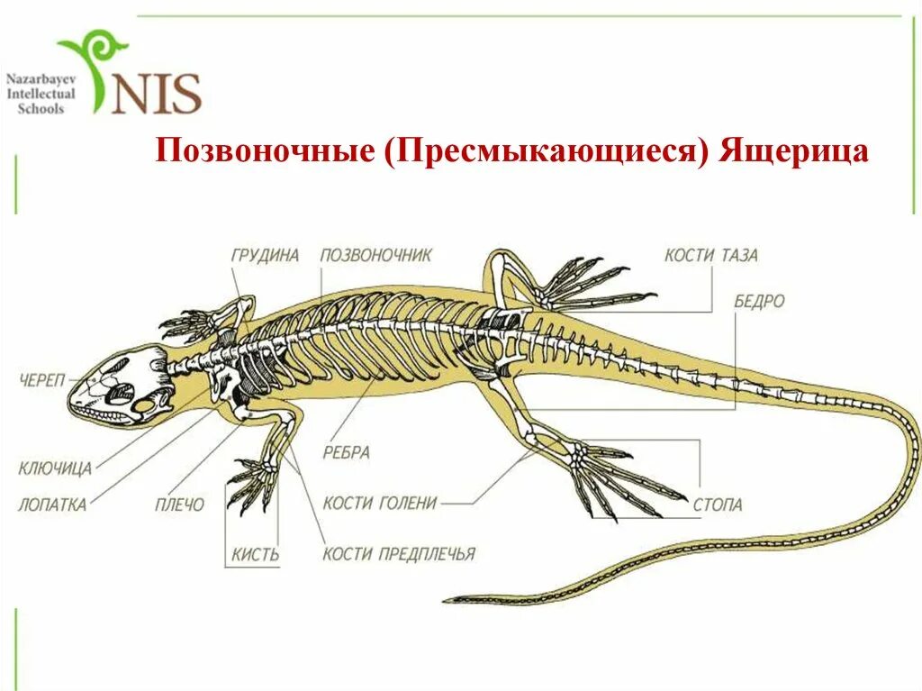 Отделы позвоночника у рептилий. Позвоночные строение скелета. Класс пресмыкающиеся строение скелета. Скелет позвоночника пресмыкающихся. Скелет ящерицы биология 7 класс.