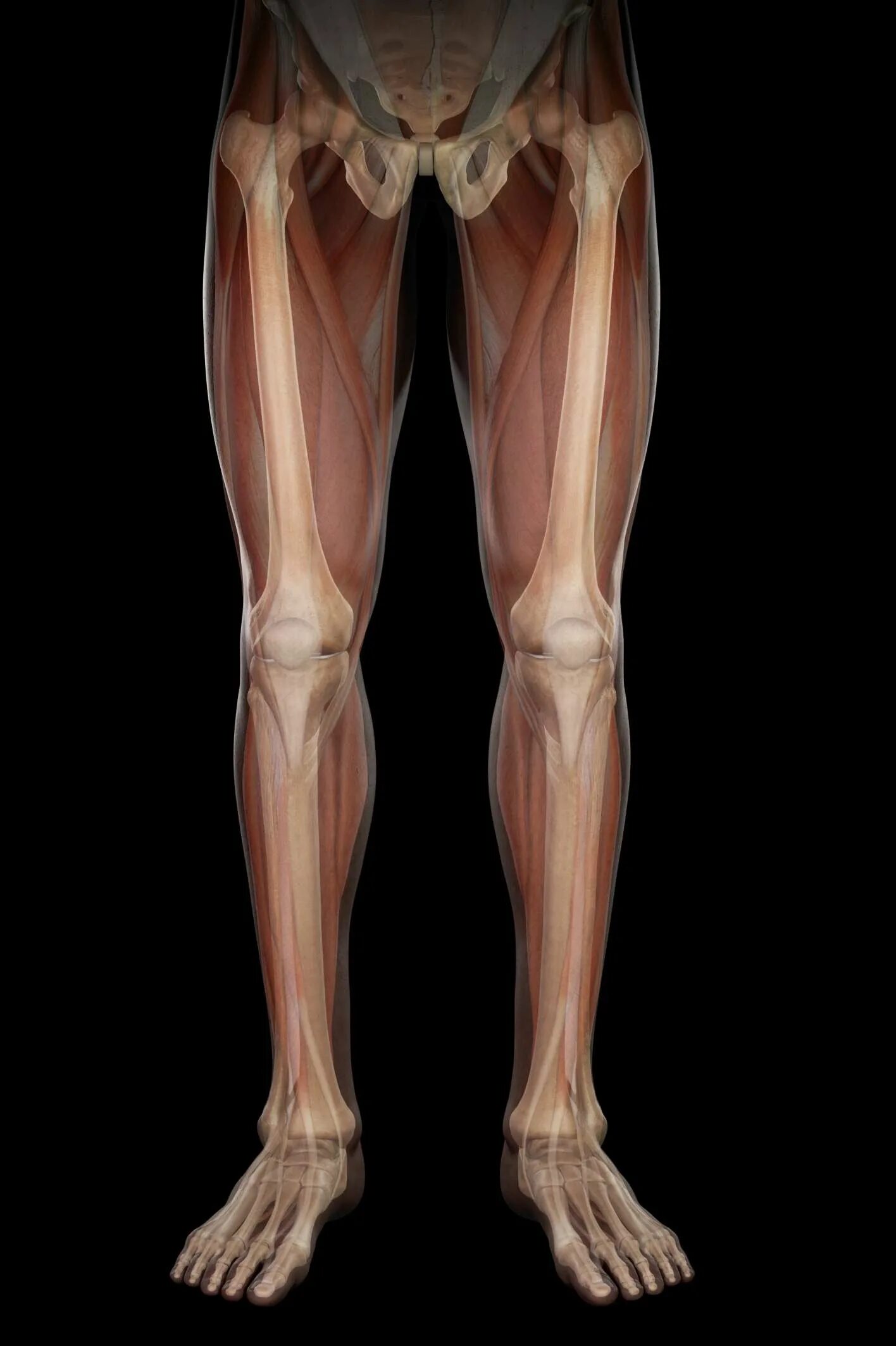 Нижняя конечность фото. Нога человека. Анатомия ноги человека. НГ люди.