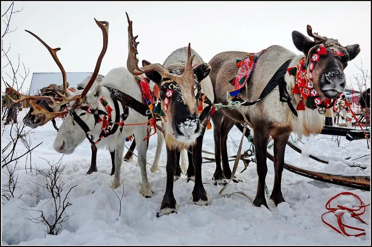 Северный олень нарты. Упряжка северный олень в тундре. Упряжка оленей. Упряжка оленей. Нарты с оленями ханты и манси.