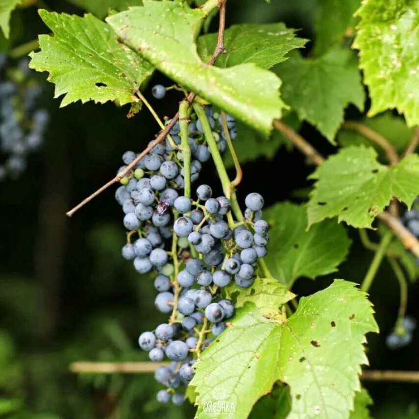 Виноград ароматный. Виноград ароматный Vitis riparia. Виноград Прибрежный Vitis riparia. Виноград Витис Сильвестрис. Виноград Приречный.