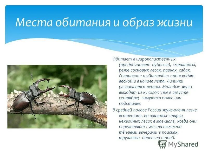 отряд жесткокрылые. характеристика отряда жесткокрылые. место обитания жесткокрылых. жесткокрылые насекомые представители. отряд жесткокрылые характеристика отряда цикл развития.