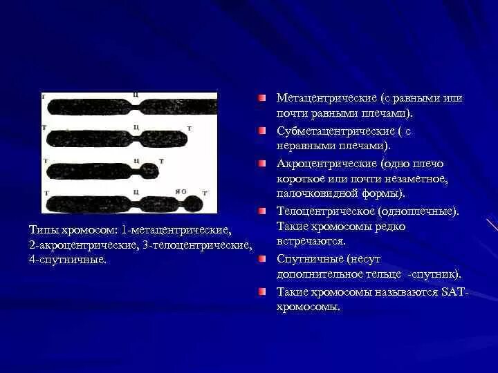 Какие типы хромосом вам известны. Типы хромосом метацентрические субметацентрические. Метацентрические акроцентрические хромосомы. Телоцентрические хромосомы. Субметацентрическая хромосома.