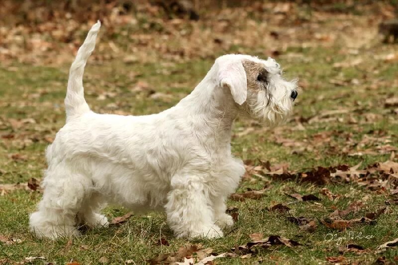 порода собак глен оф имаал терьер. терьер миттельшнауцер. терьер в фильмах. глен оф имаал терьер метис. собака глен оф имаал терьер.