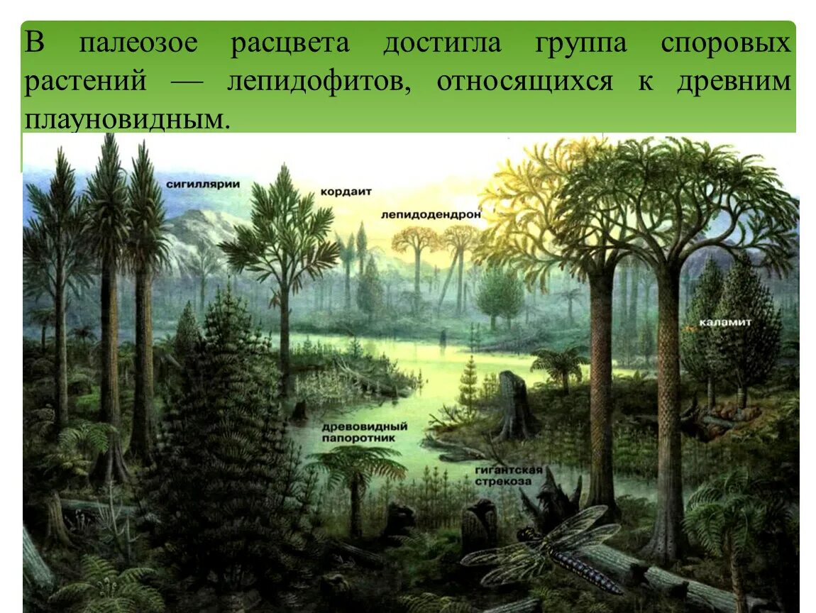 Зеленые водоросли папоротники голосеменные плауновидные. Псилофиты палеозой. Эволюция. Растения. Палеозой Эволюция растений. Древовидные папоротники.