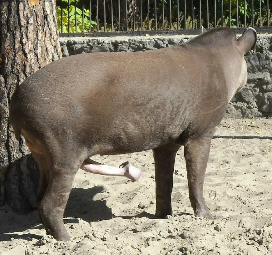 Огромные половые органы. Тапир самец. Tapirus terrestris terrestris. Новосибирский зоопарк тапир.