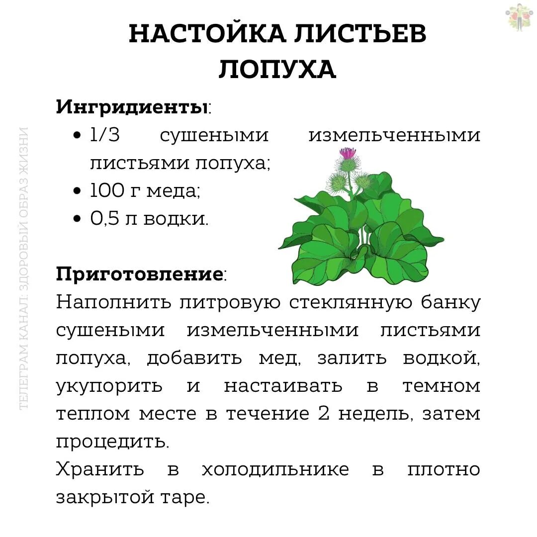 Лопух лечебные свойства и применение в народной. Листья лопуха. Лопух в народной медицине. Настойка лопуха. Лист лопуха сушеный.