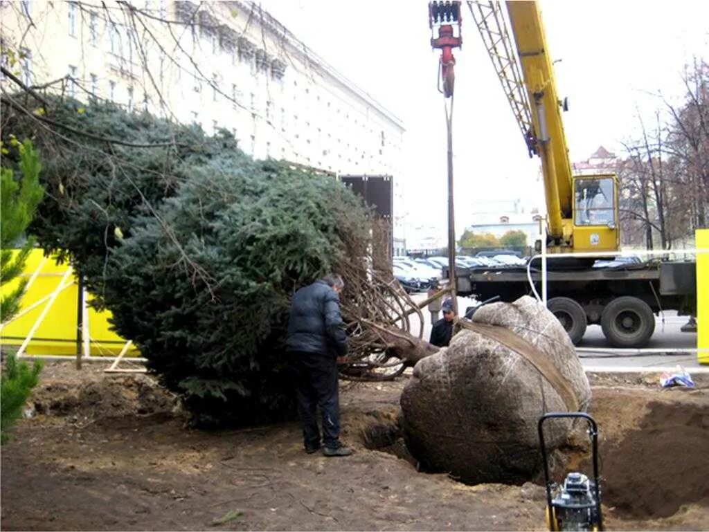 Посадка крупномеров сосны. Посадка хвойных крупномеров. Высадка крупномерных деревьев. Технология посадки крупномеров. Посадить дерево выкопать