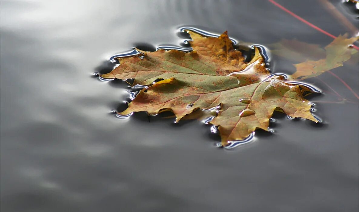 Листья на воде. Листья в луже. Осенние листья на воде. Лист клена в воде. Листья в горячей воде