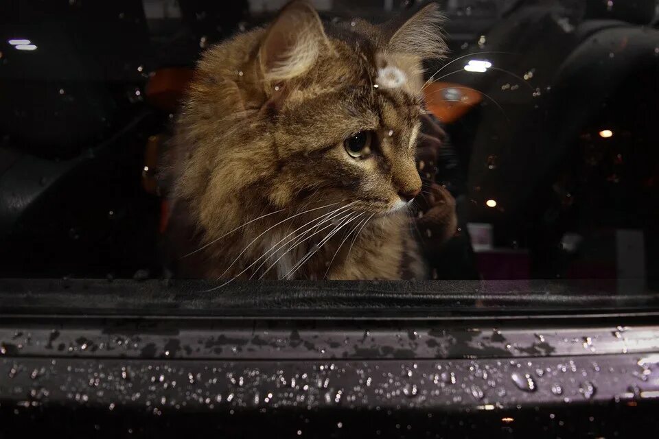 Cat can car