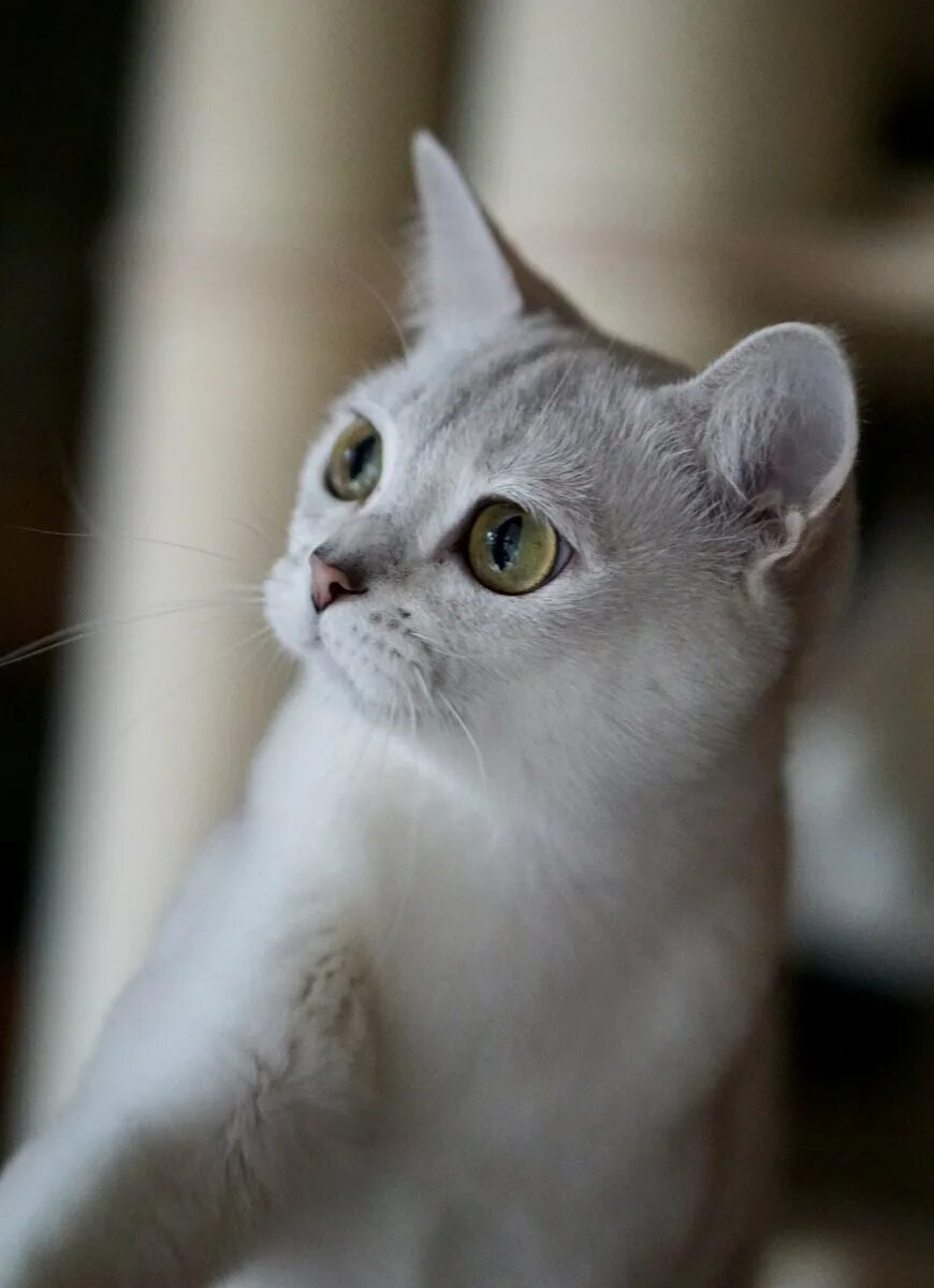 Бурмилла шиншилла. Бурмилла шиншилла. Бурмилла фото. Бурмилла. Бурмилла (burmilla) кошка.