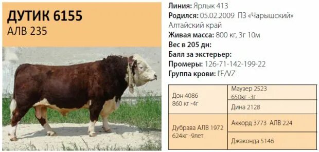 Ом вес. Мясная порода быков герефорд. вес быков герефорд. вес быка герефорда в 1.5 года. герефорд бык вес.