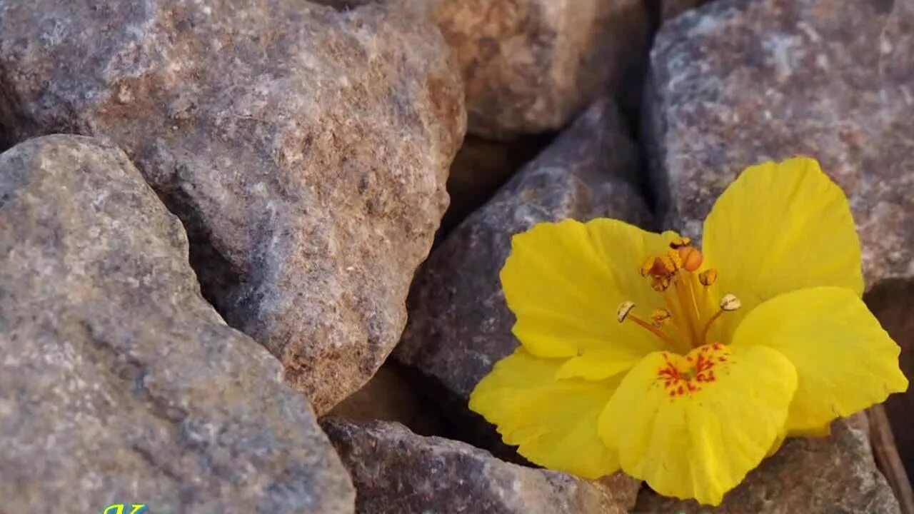 Цветок эдельвейс альпийский. Скальные растения крыма. Камнеломка горная. Камнеломка жёстколистная. Цветок среди камней.