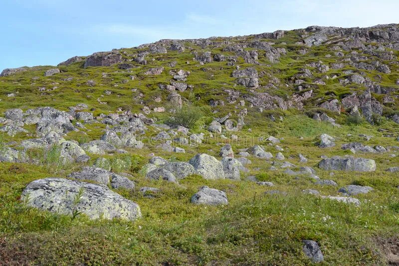 Средняя субарктическая тундра. Многолетняя мерзлота в норильске. Арктическая пустыня тундра лесотундра. Мерзлые породы. Таяние вечной мерзлоты в якутии.
