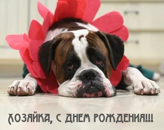 Грамота лучшей хозяйке. Поздравляем с наградой картинки. Медаль хозяюшка. Самой красивой хозяйке этой странички. Отличной хозяйке открытка.