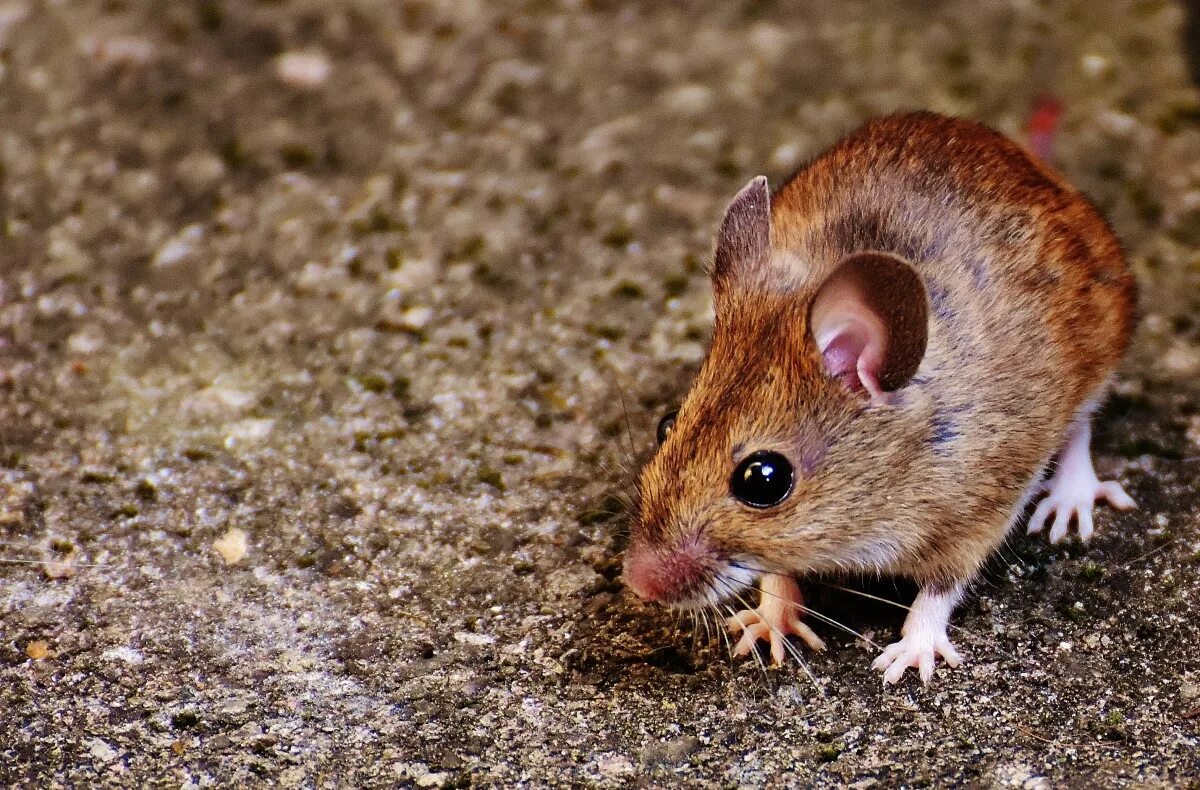 Коричневые мыши. Лесная мышь (Apodemus sylvaticus). Мышевидный хомяк. Желтогорлая Лесная мышь. Земляная мышь.