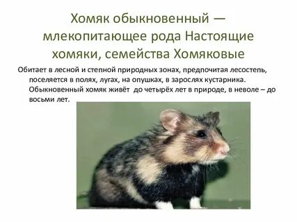 Обыкновенный хомяк содержание