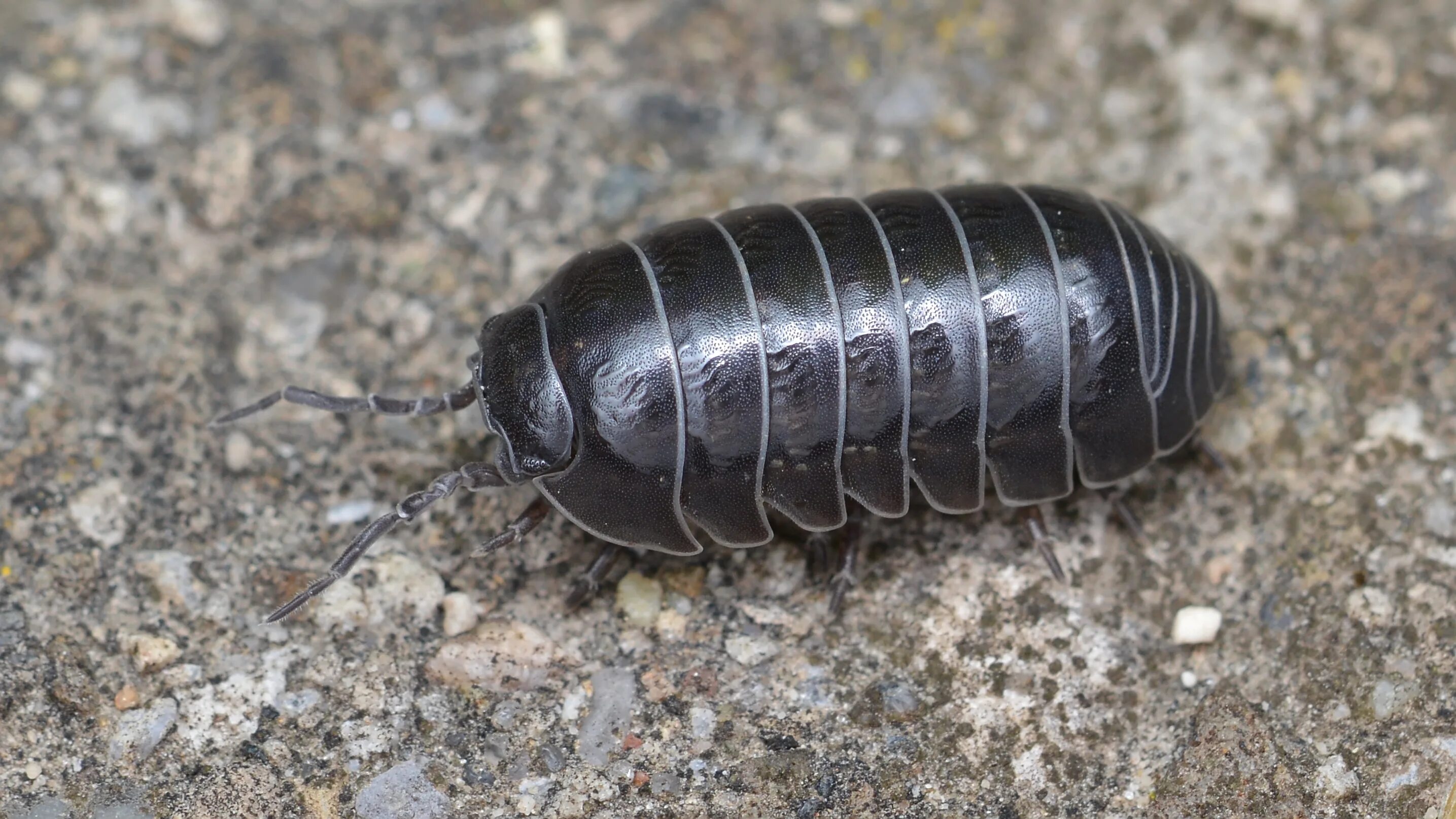 Мокрицы Armadillidium vulgare. Жук мокрица броненосец. Мокрица-броненосец обыкновенная. Armadillidium versicolor.