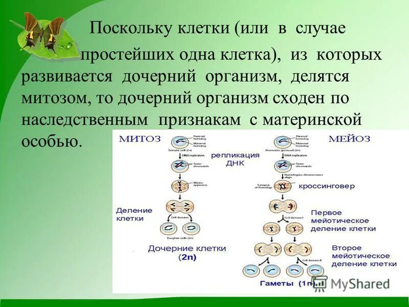 Генотип дочерних организмов