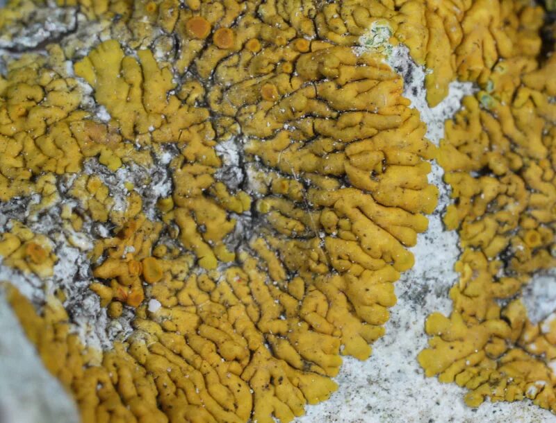 древесные бактерии. следы короеда на древесине. штамм bacillus amyloliquefaciens b11265. древесные бактерии. древесные бактерии.