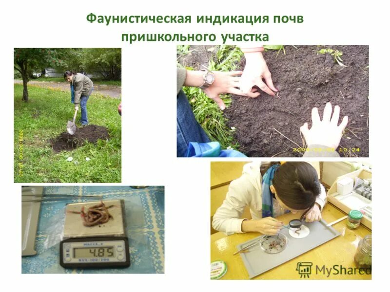 индикация почв. растения индикаторы кислотности почвы щелочной. растения индикаторы кислотности почвы таблица. растения индикаторы кислых почв. растения индикаторы кислотной почвы.